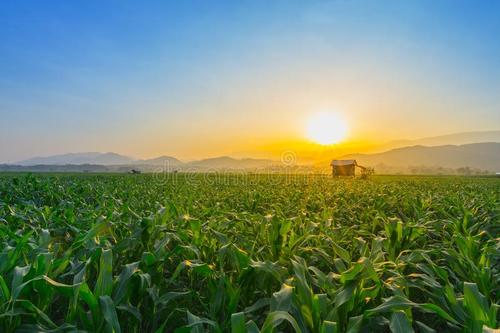 农学专业有前途吗毕业后去向如何?农学中好就业的专业有哪些