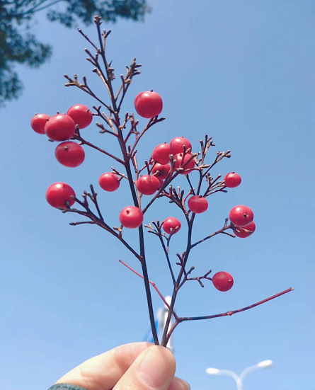 推免生需要复试吗?流程是什么?成为推免生需要具备哪些条件