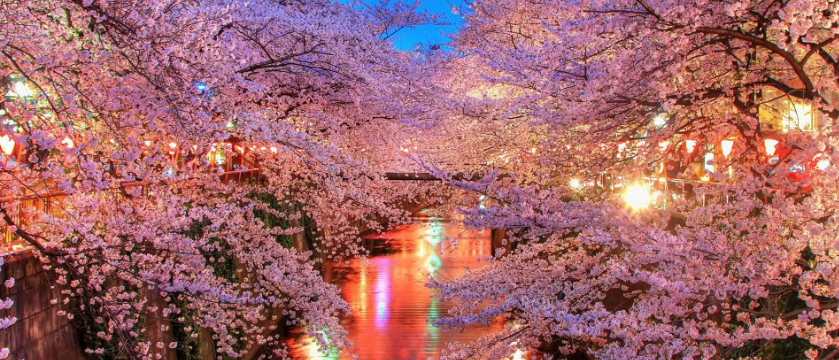 描写樱花的唯美短句大盘点,关于樱花的优雅语录你知道几句?