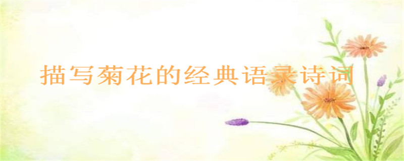 17句描写菊花的经典语录诗词推荐,一句简短的赞美菊花的句子
