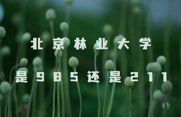 ҵѧ985211